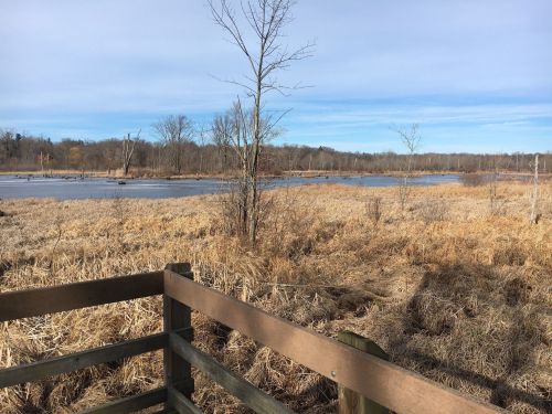 A serene wetland scene with a wooden railing, bare trees, and a calm water surface under a clear blue sky.