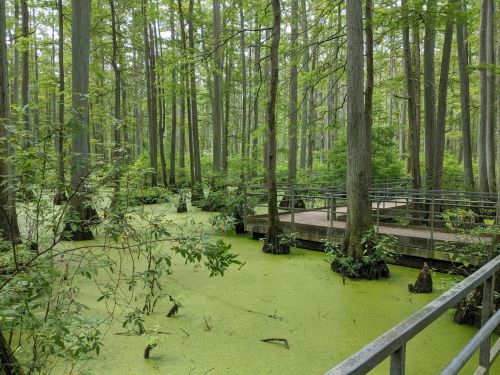 Lush green swamp with cypress trees and a wooden walkway surrounded by algae-covered water.