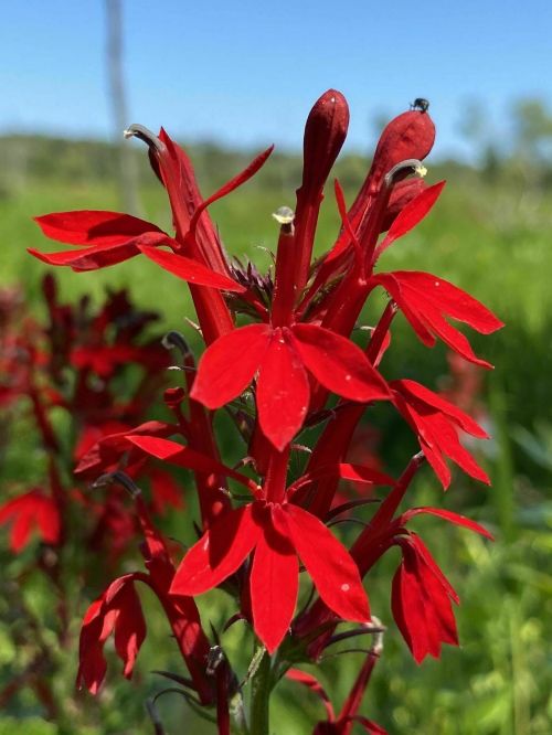 Close-up of vibrant red flowers with elongated petals, set against a green background.
