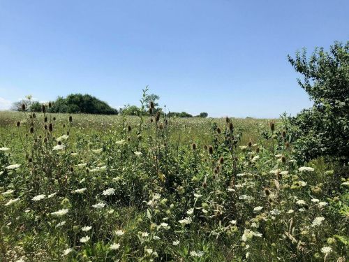 A sunny landscape featuring a field of wildflowers and tall grasses under a clear blue sky.