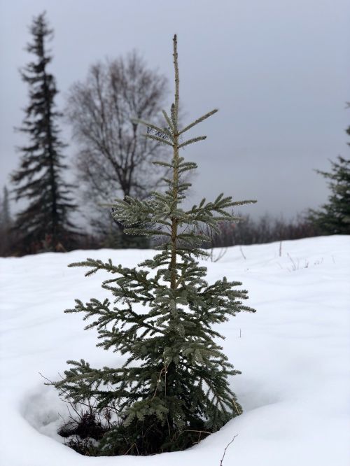 A small evergreen tree stands in a snowy landscape under a gray sky, surrounded by larger trees in the background.