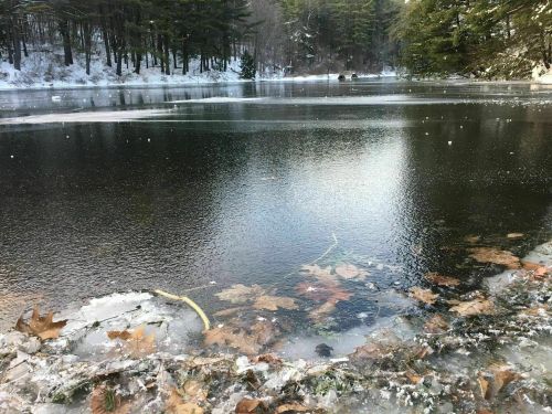 A serene winter scene of a partially frozen lake surrounded by trees, with leaves visible beneath the ice.