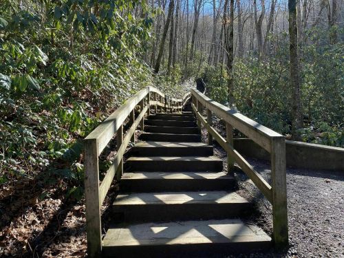 A wooden staircase leads up through a forested area, surrounded by trees and greenery under a clear blue sky.
