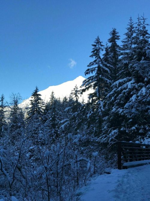 Snow-covered trees frame a mountain peak under a clear blue sky, creating a serene winter landscape.