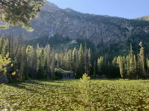 A serene mountain landscape with a lake covered in lily pads, surrounded by tall trees and rocky cliffs in the background.