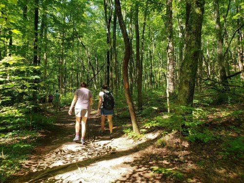Two hikers walking on a wooded trail surrounded by lush green trees and sunlight filtering through the leaves.