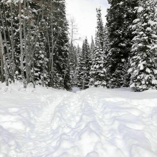 A snowy path winds through a forest of tall, snow-covered trees under a cloudy sky.