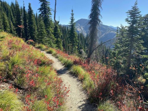 A winding trail through vibrant red foliage and tall evergreen trees, with mountains in the background under a clear blue sky.