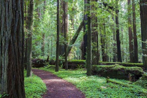 A winding path through a lush, green forest with tall redwood trees and vibrant undergrowth.