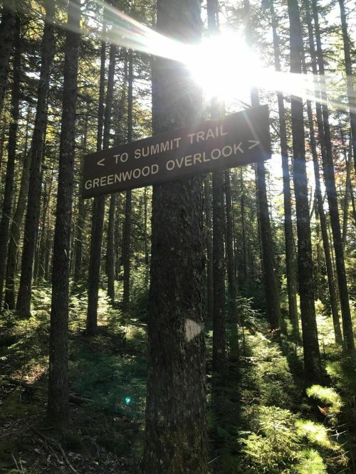 A sunlit forest scene featuring a sign pointing to the Summit Trail and Greenwood Overlook among tall trees.