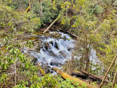 A serene stream flows over rocks, surrounded by lush greenery and fallen branches in a tranquil forest setting.