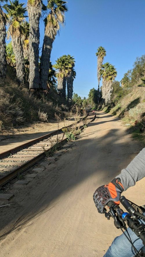 A bike path alongside railway tracks, lined with tall palm trees under a clear blue sky.