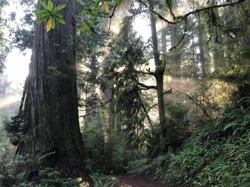 Sunlight filters through tall trees in a misty forest, illuminating lush greenery and creating a serene atmosphere.