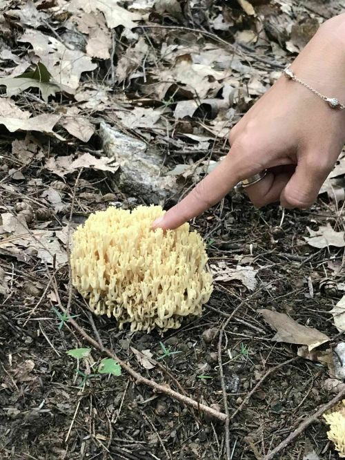A hand points at a cluster of yellowish coral-like mushrooms on the forest floor, surrounded by dry leaves and soil.