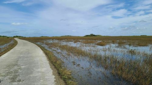 A winding road through a wetland area with tall grasses and a blue sky dotted with clouds.