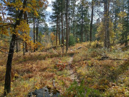 A serene forest path surrounded by autumn foliage and tall trees, with sunlight filtering through the leaves.