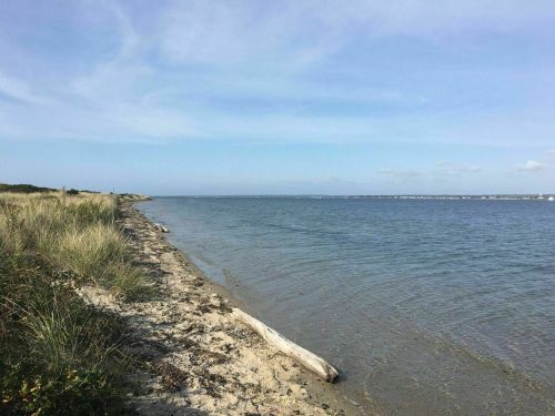A serene beach scene with gentle waves, sandy shore, and grassy dunes under a clear blue sky.