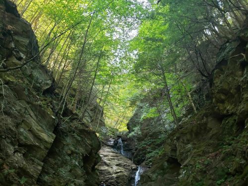 A serene canyon with tall trees and a small waterfall cascading down rocky cliffs under a clear sky.