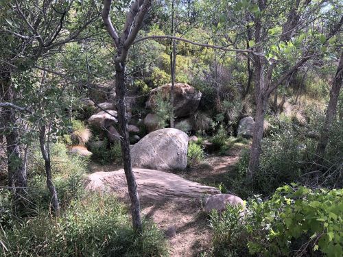 A serene natural scene featuring large rocks surrounded by trees and lush greenery in a forested area.