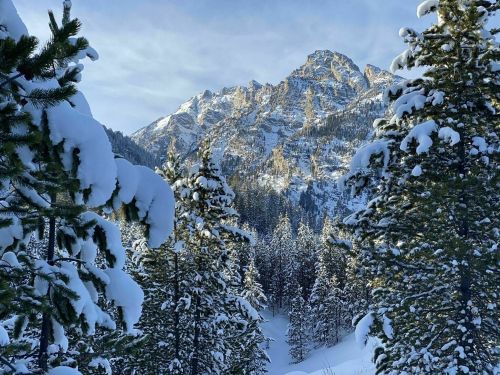 Snow-covered trees frame a majestic mountain peak under a clear sky, creating a serene winter landscape.