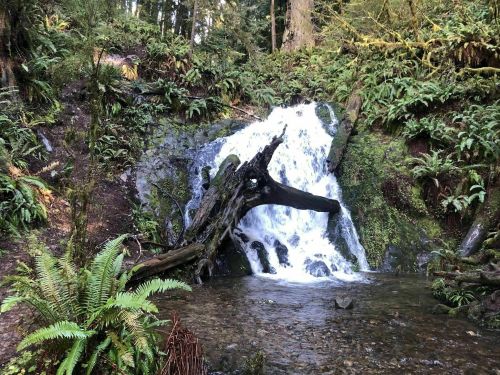 A serene waterfall cascades over rocks, surrounded by lush greenery and ferns in a tranquil forest setting.