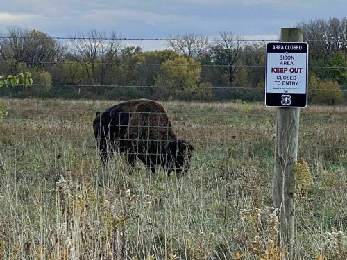 A bison grazes in a field near a "Keep Out" sign indicating a closed area.