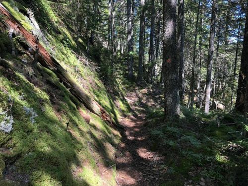 A serene forest trail surrounded by tall trees and lush green moss, dappled sunlight filtering through the leaves.