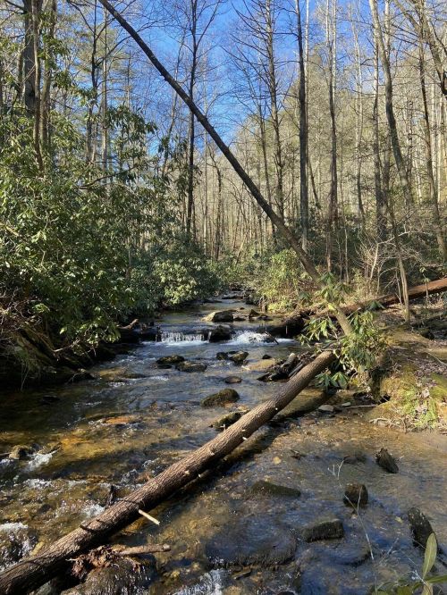 A serene stream flows through a forest, with rocks and fallen trees, under a clear blue sky.