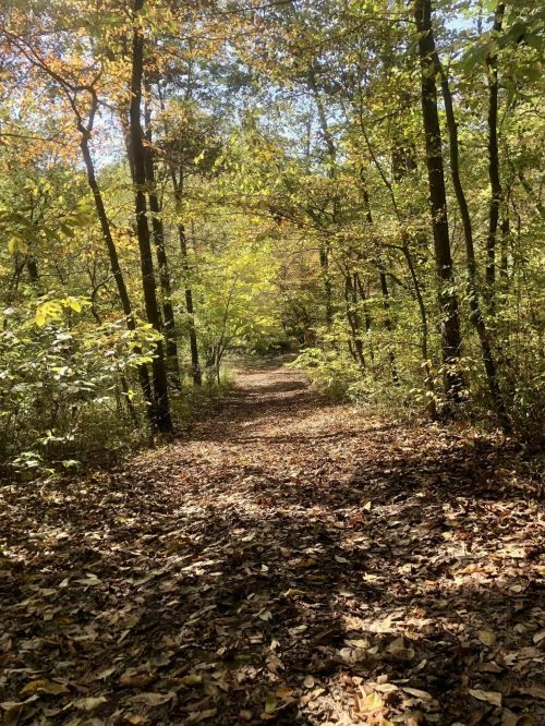 A serene forest path covered in fallen leaves, surrounded by vibrant autumn foliage and dappled sunlight.
