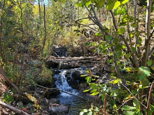 A serene forest scene featuring a small waterfall and a log bridge surrounded by lush greenery and autumn foliage.