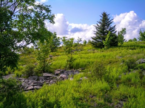Lush green hillside with ferns, scattered rocks, and trees under a bright blue sky with fluffy white clouds.