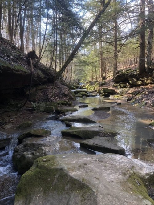 A serene creek flows through a forest, surrounded by moss-covered rocks and tall trees under a clear sky.