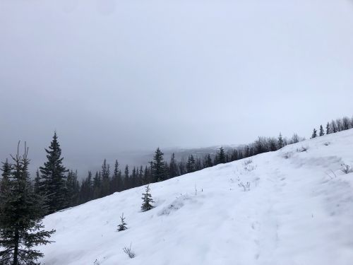 A snowy landscape with a sloped path, surrounded by evergreen trees under a cloudy, gray sky.