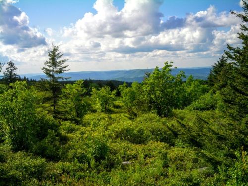 Lush green landscape with trees and shrubs under a blue sky filled with fluffy clouds, overlooking distant mountains.