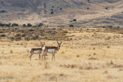 Two pronghorn antelope stand in a grassy, open landscape with rolling hills in the background.