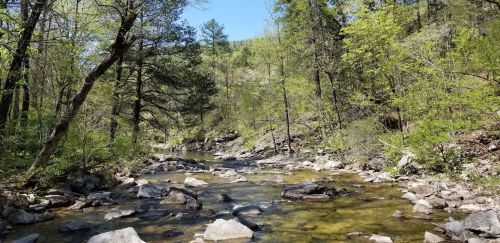 A serene stream flows through a lush, green forest with rocky banks under a clear blue sky.
