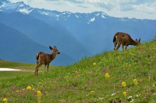 Two deer grazing on a lush green hillside with mountains and a cloudy sky in the background.
