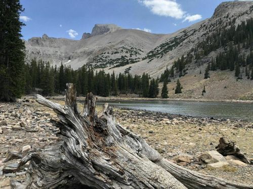 A weathered log in the foreground with a serene lake and mountains in the background, surrounded by trees and rocky terrain.