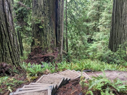 A winding stone staircase leads through a lush forest of tall redwood trees and ferns.