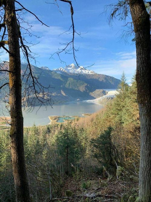 A scenic view of snow-capped mountains and a lake, framed by trees in a forest under a clear blue sky.