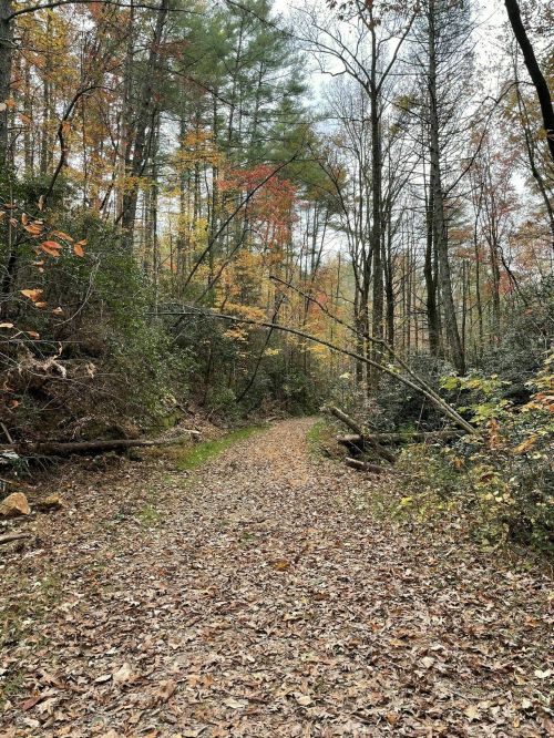 A winding forest path covered in fallen leaves, surrounded by trees with autumn foliage.
