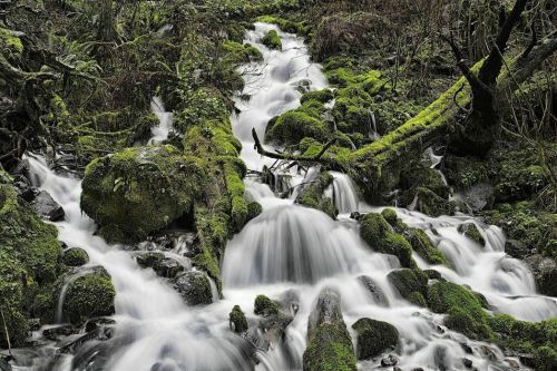 A serene stream flows over moss-covered rocks in a lush, green forest setting.
