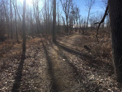 A sunlit path winding through a wooded area with bare trees and dry foliage on either side.