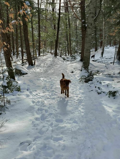 A dog runs along a snowy path in a forest, surrounded by trees and a winter landscape.