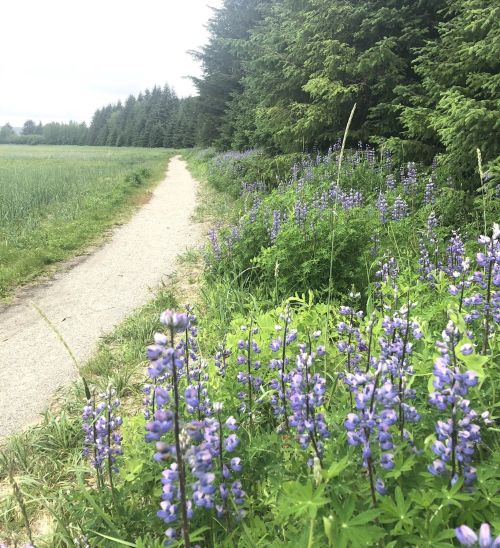 A gravel path lined with purple wildflowers, surrounded by lush greenery and trees on either side.