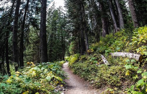 A winding dirt path through a lush forest, surrounded by tall trees and vibrant green foliage.