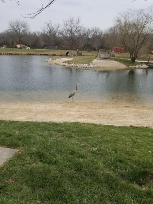 A heron stands by a pond with people in the background, surrounded by trees and a small island.
