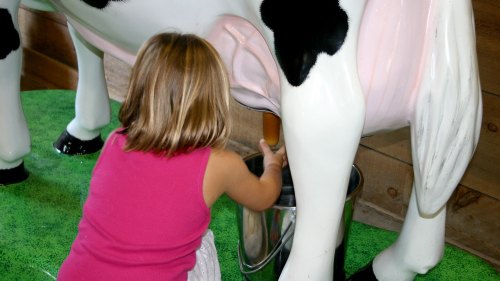 A child in a pink shirt is pretending to milk a life-sized cow statue, with a bucket underneath.