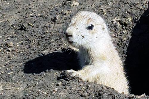 A small, light-colored prairie dog peeks out from a burrow in the ground, surrounded by dirt.