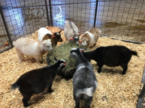 A group of goats of various colors eating hay from a black feeder inside a fenced area with wood shavings on the ground.